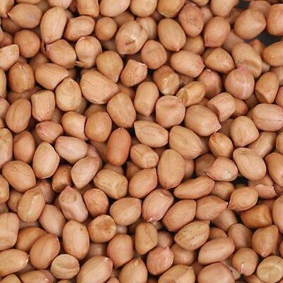 Groundnut: