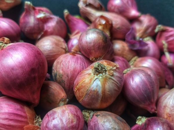 Onion