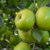 APPLES