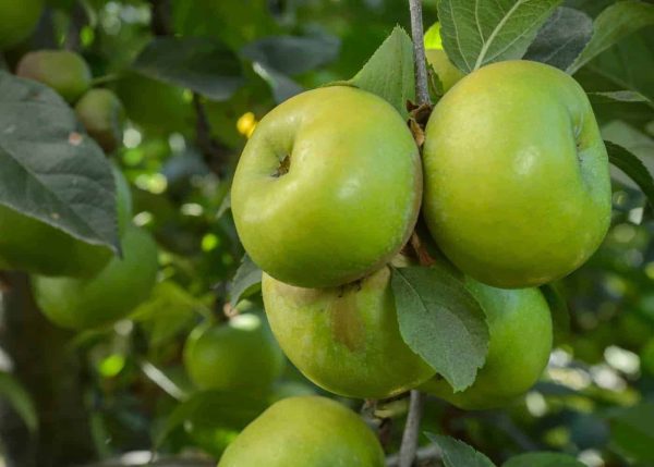 APPLES