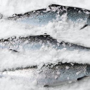 Frozen salmon Fish 1 pound weight