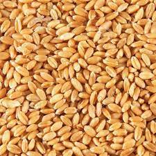 Wheat, 9kg (3 olonka)