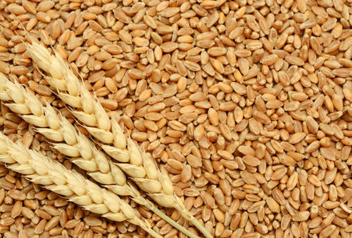 wheat, 3kg